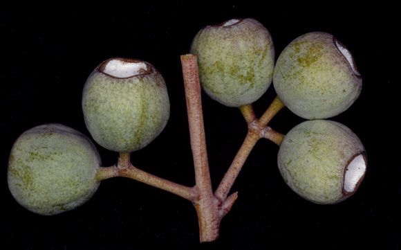 File:Eucalyptus gongylocarpa fruit.jpg