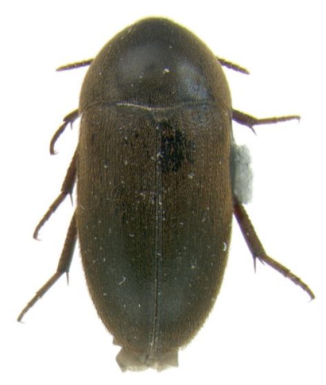 File:Eustrophus tomentosus dorsal.jpg