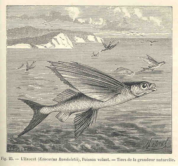 File:FMIB 34600 Exocet (Exocaelus rondeletii), Poisson volant.jpeg