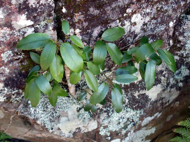 File:Ficus rubiginosa at Barrenjoey.JPG