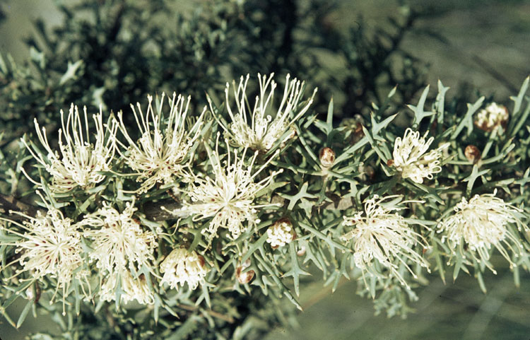 File:Hakea lasiocarpha.png