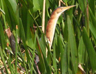 File:Leastbittern.jpg