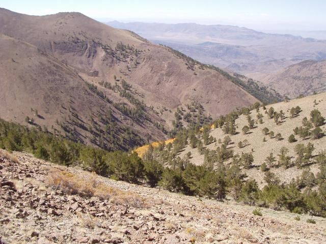 File:Limber pine woodland.jpg