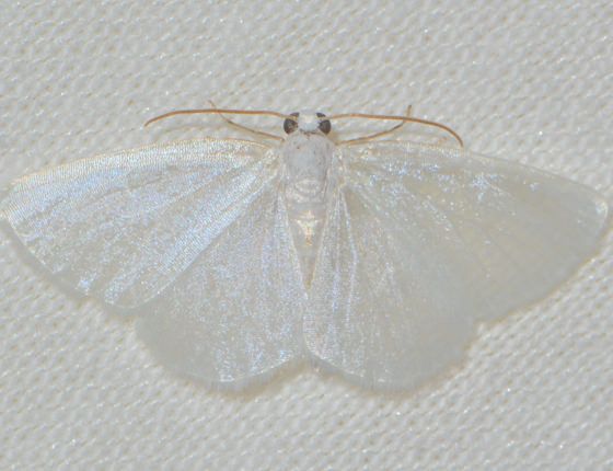 File:Lomographa vestaliata - White Spring Moth (15465373343).jpg