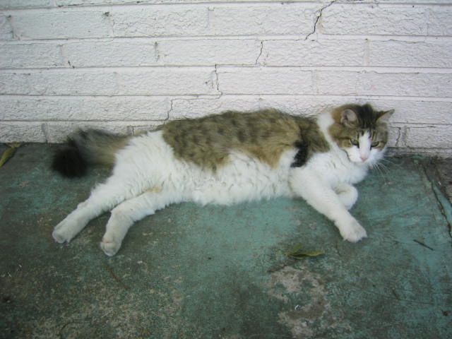 File:Maine Coon 4856.JPG