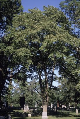 File:Mature Ulmus rubra in graveyard.jpg