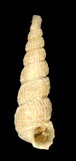 File:Murdochella macrina 001.jpg