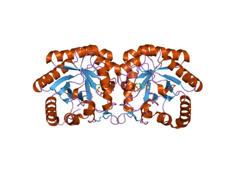 File:PDB 1pck EBI.jpg