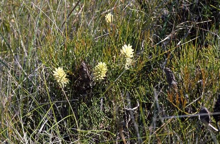 File:Petrophile shirleyae.jpg