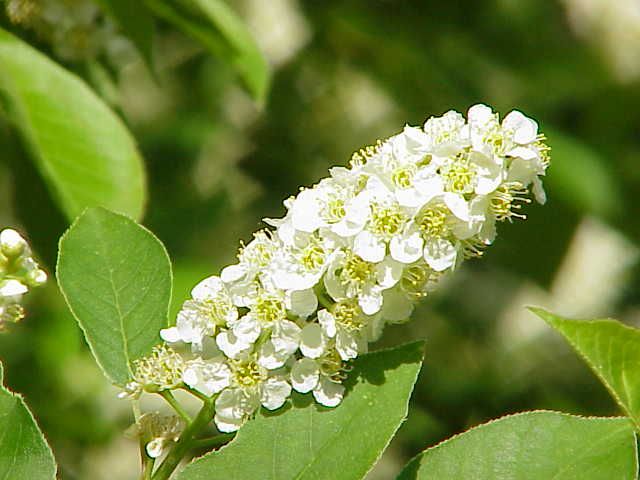 File:Prunus virginiana0.jpg