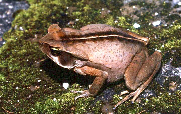 File:Rhinella ornata 02.jpg