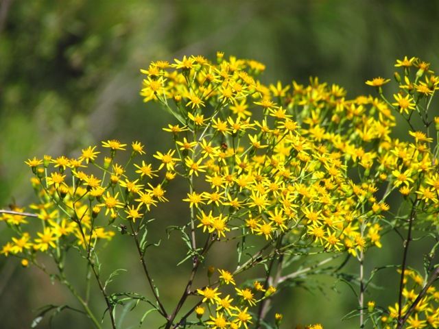 File:Sessea brasiliensis.jpg