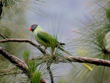 File:Slaty headed Parakeet I IMG 3102c.jpg