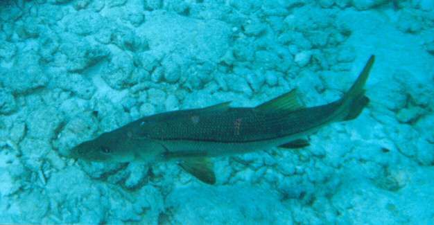 File:Snook Molasses Reef 1999.jpg