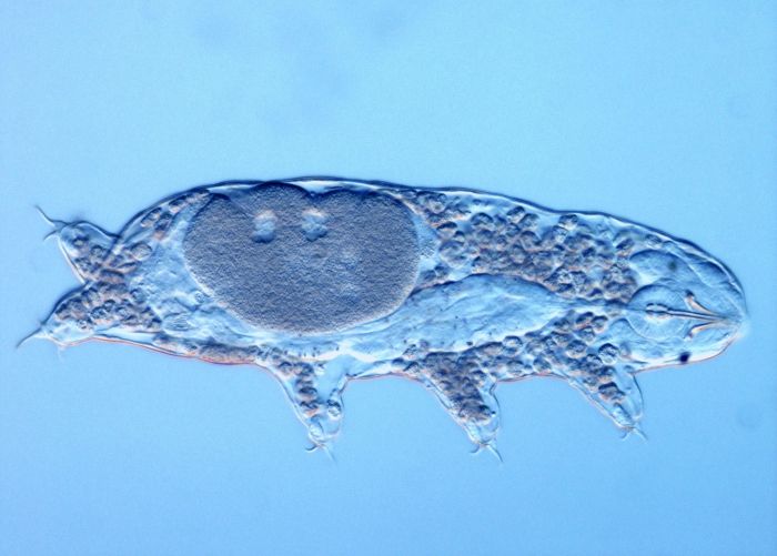 File:Tardigrade Acutuncus Antarcticus.jpg