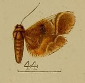 File:44-Massepha rufescens Hampson, 1912.JPG