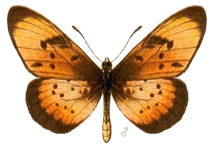 File:AcraeaSpecies2, Acraea natalica.jpg