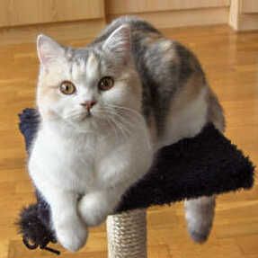 File:British Shorthair Prada2 (2006; cropped 2023).jpg