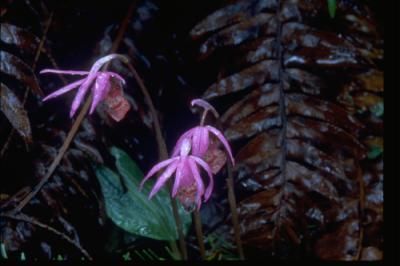 File:Calypso bulbosa.jpg