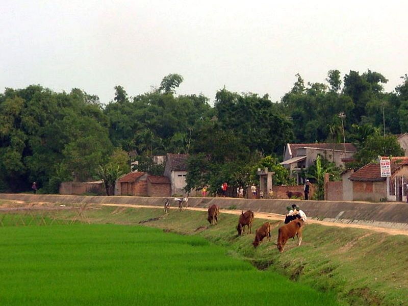 File:Canh-dong-Viet.JPG