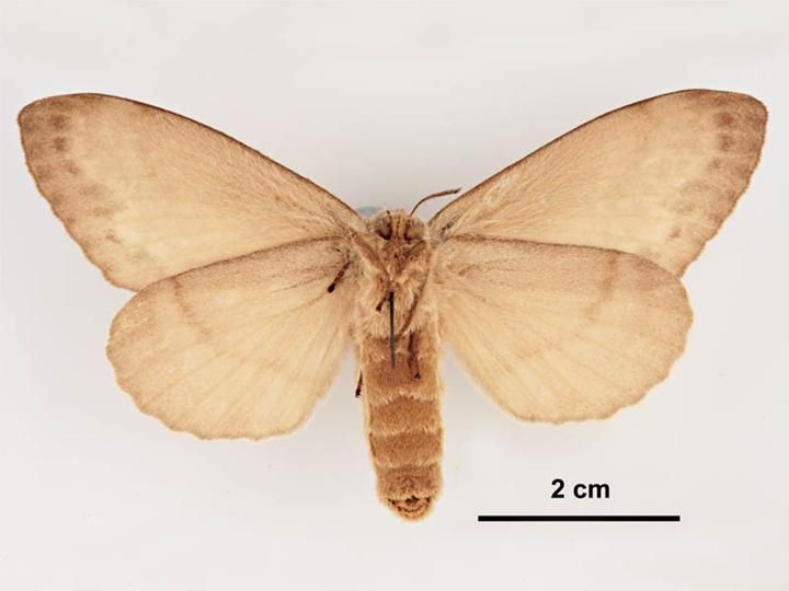 File:Dendrolimus superans sibirica female ventral.jpg