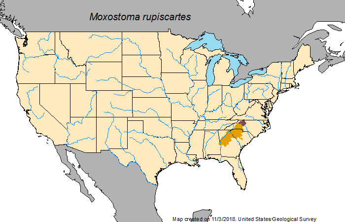 File:Distribution of Striped jumprock.png