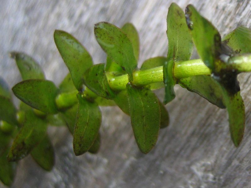 File:Elodea canadensis.jpeg