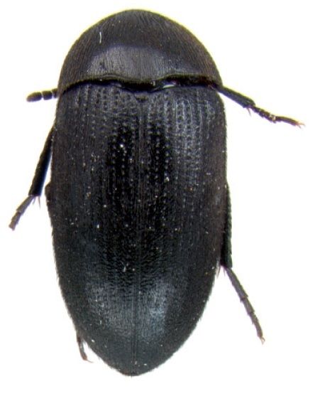 File:Eustrophopsis confinis dorsal.jpg