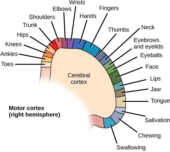 File:Figure 35 03 04.jpg