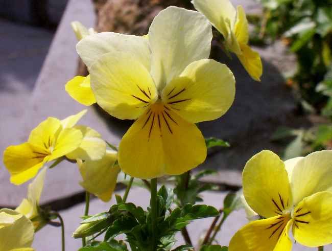 File:Gelbes Galmeiveilchen (viola lutea ssp. calaminaria).jpg