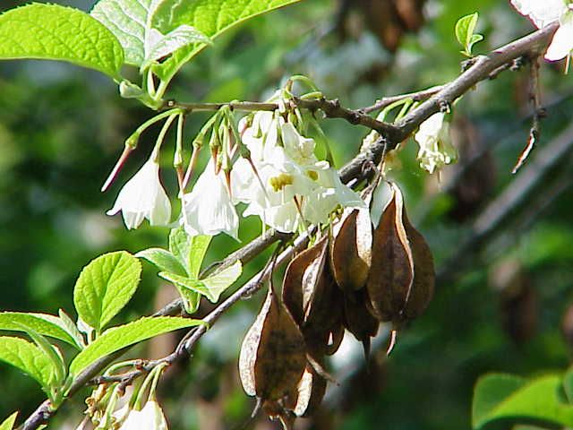 File:Halesia carolina0.jpg