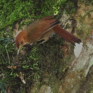 File:Hylocryptus rectirostris-Chestnut-capped Foliage-gleaner.jpg