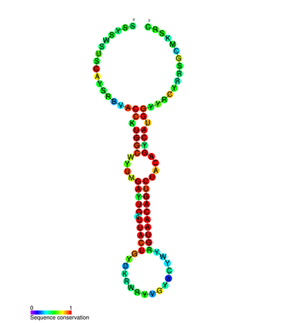 File:MiR-132 secondary structure.png