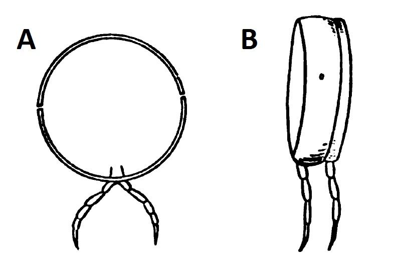 File:Millipede Diplosegments.jpg