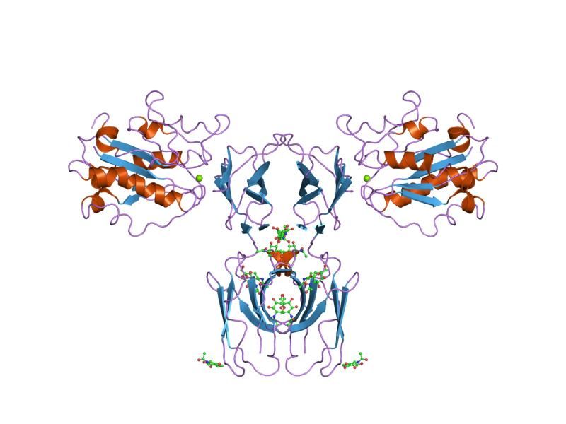 File:PDB 1mq8 EBI.jpg