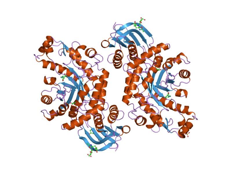 File:PDB 1now EBI.jpg