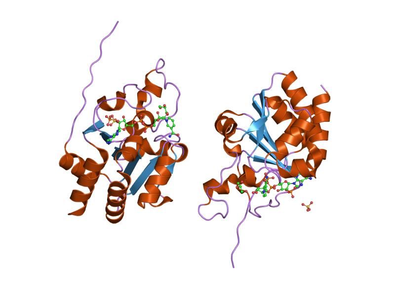 File:PDB 1u31 EBI.jpg