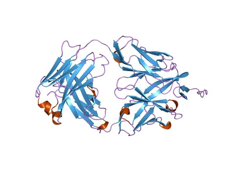 File:PDB 2hfg EBI.jpg