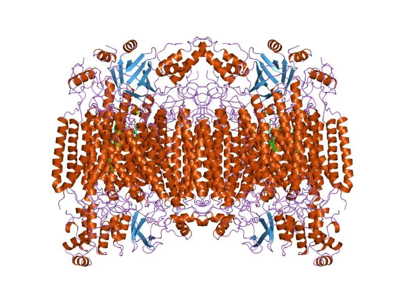 File:PDB 2occ EBI.jpg