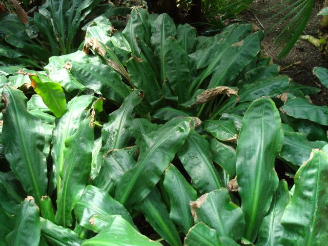 File:Palisota barteri Lincoln Conservatory.jpg