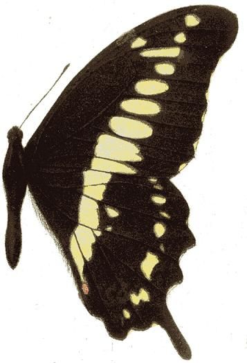 File:Papilio euphranor seitz.JPG