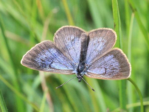 File:Phengaris nausithous dorsal.jpg