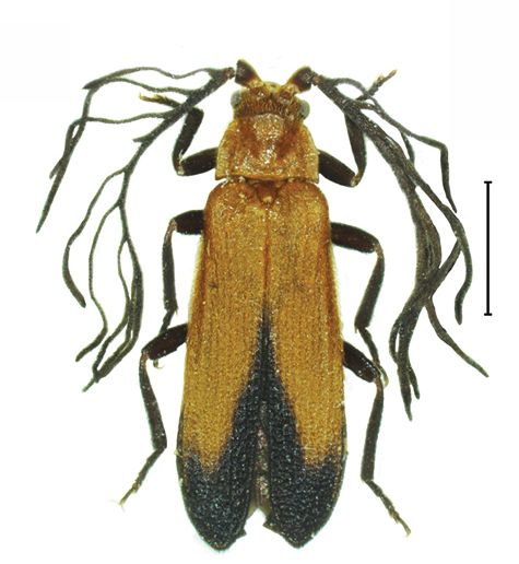 File:Platerodrilus palawanensis adult male 30553-16.jpg