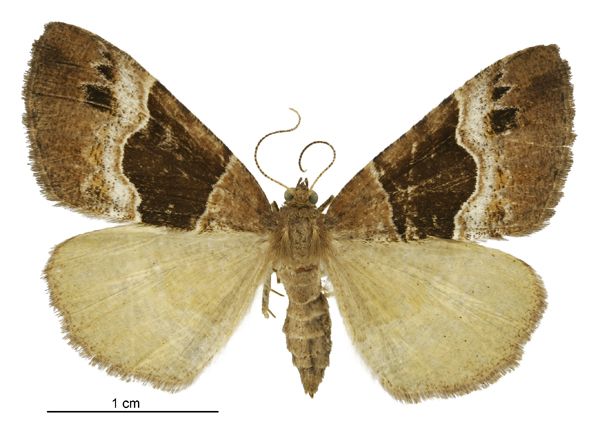 File:Pseudocoremia pergrata female.jpg