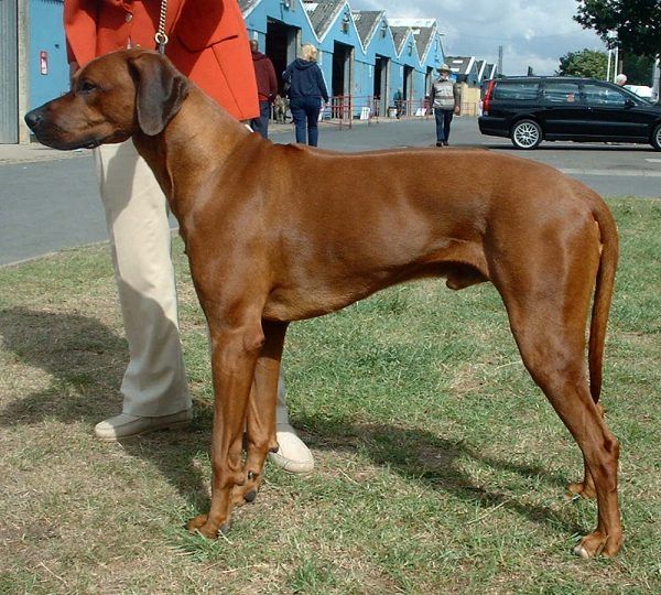 File:Rhodesian Ridgeback 600.jpg