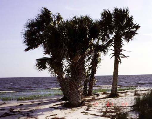 File:Sabal palmetto2.jpg