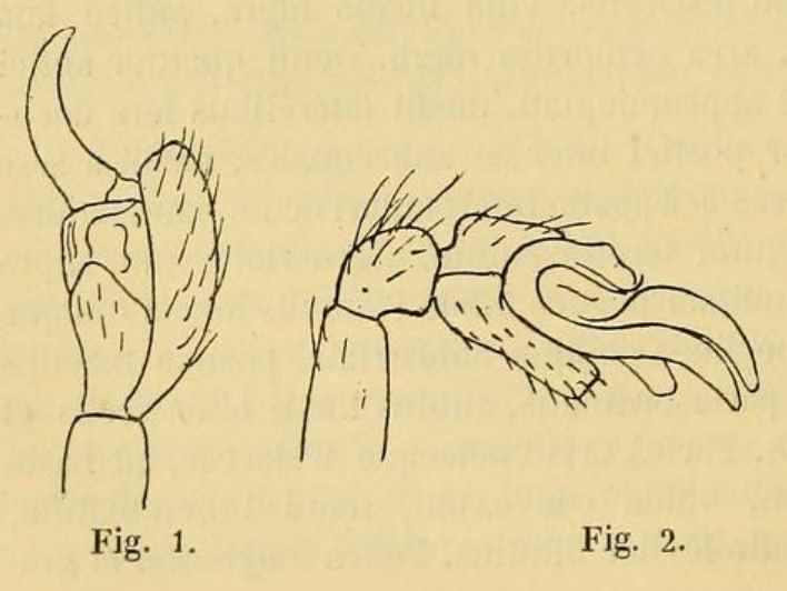 File:Seycellesa braueri Simon 1898.png