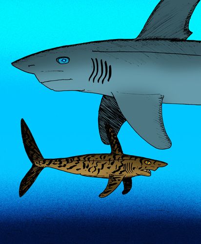 File:Sinohelicoprion changhsingensis.jpg