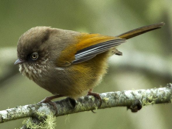 File:Streak-throated Fulvetta - Taiwan S4E6852 (19551581381) 1.jpg