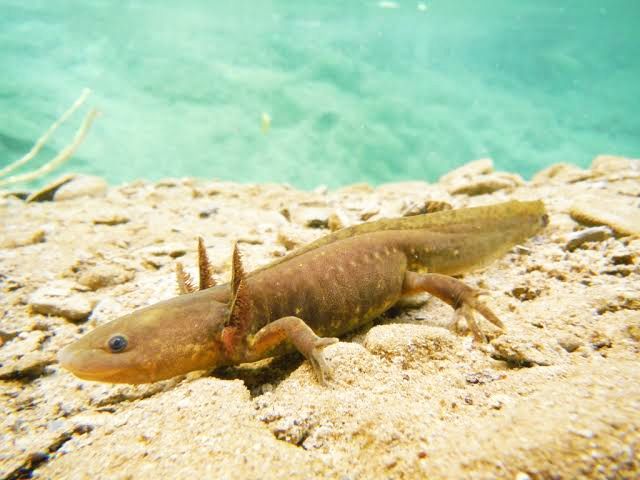 File:Ambystoma velasci.jpg